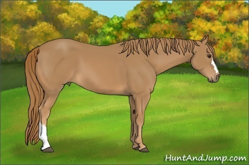 Horse Color: Unknown 