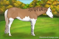 Horse Color:Chestnut Splash 