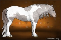 Horse Color:Liver Chestnut Tobiano Appaloosa