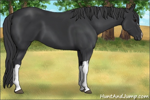 Horse Color: Black 