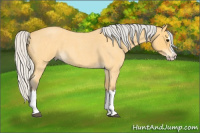 Horse Color:Silver Buckskin Roan Splash
