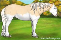 Horse Color:Palomino Roan Splash 