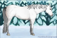 Horse Color:Gray White Spotted Bay Splash  Brindle