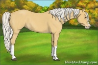Horse Color:Silver Buckskin Roan Splash 