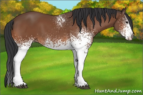 Horse Color: White Spotted Bay 