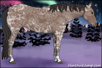 Horse Color:Bay Ice Sabino 