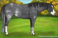 Horse Color:Blue Roan Splash