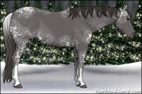 Horse Color:White Spotted Smoky Black Ice