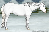 Horse Color:Perlino Ice Appaloosa