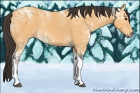 Horse Color:Buckskin Ice Tobiano 