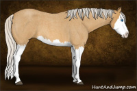 Horse Color:Silver Buckskin Roan Splash 