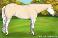 Horse Color:Silver Buckskin Roan Splash 