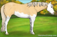 Horse Color:Palomino Roan Splash 