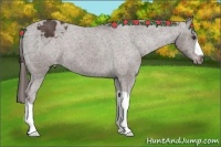 Horse Color:Liver Chestnut Varnish 