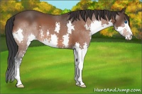 Horse Color:Bay Splash 