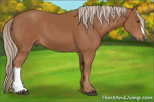 Horse Color: Chestnut 