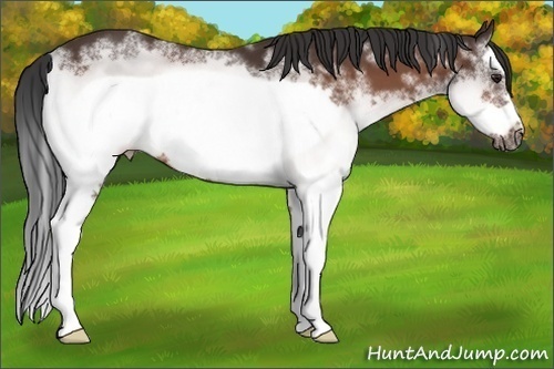 Horse Color: White Spotted Brown Splash Frame 