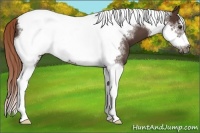 Horse Color:Liver Chestnut Tobiano Frame 