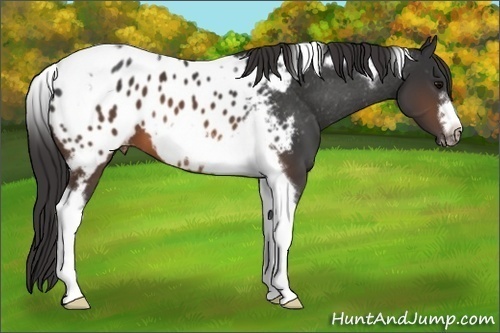 Horse Color: Brown Tobiano Frame Blanket 