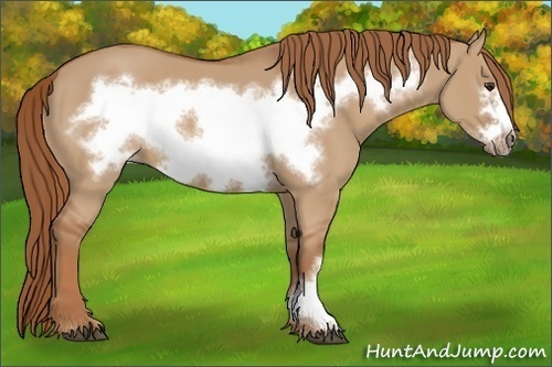 Horse Color: Red Dun Frame 