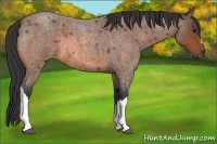 Horse Color:Bay Roan 