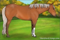 Horse Color:Silver Buckskin 