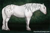 Horse Color:Silver Blue Roan Appaloosa 