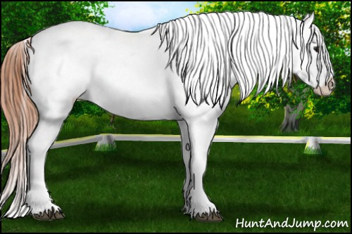 Horse Color: Bay Blanket 