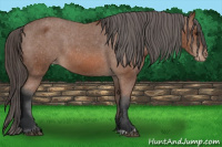 Horse Color:Bay Blanket 