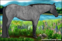 Horse Color:Blue Roan Rabicano 