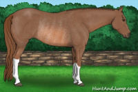 Horse Color:Chestnut Rabicano 
