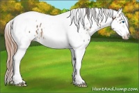 Horse Color:Bay Splash Tobiano Frame Near Leopard 
