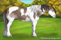 Horse Color:Bay Splash Tobiano