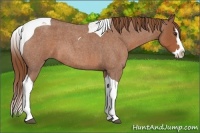 Horse Color:Red Roan Splash Tobiano 