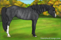 Horse Color:Black Rabicano 