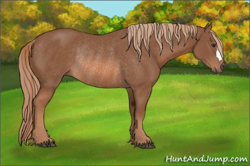 Horse Color: Chestnut Rabicano 