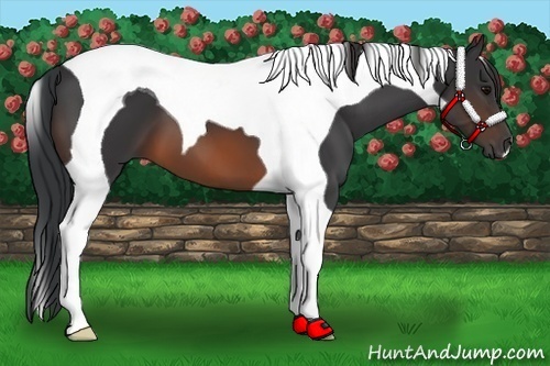 Horse Color: Brown Tobiano 