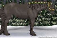 Horse Color:Smoky Black