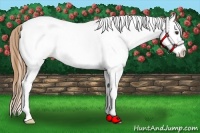 Horse Color:White Spotted Chestnut Splash Appaloosa 