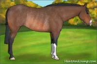 Horse Color:Bay Rabicano 