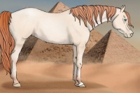 Horse Color:Sable Cream Champagne Pearl 