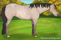 Horse Color:Amber Champagne Roan 