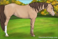 Horse Color:Amber Champagne 
