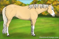 Horse Color:Palomino Splash 