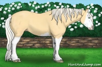 Horse Color:Gold Cream Champagne Splash 