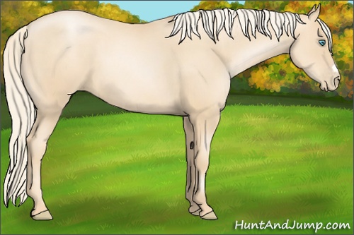 Horse Color: Gold Cream Champagne Pearl 