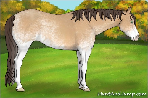 Horse Color: White Spotted Sable Cream Champagne 