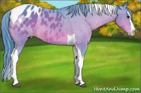 Horse Color:Watercolor Bay Splash Tobiano Appaloosa 