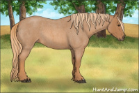 Horse Color:Red Roan Rabicano 