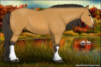 Horse Color:Buckskin 